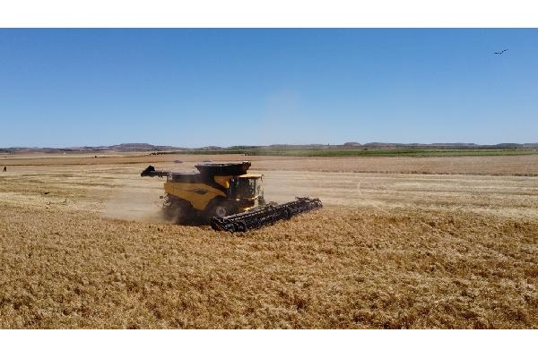La revolución de la recolección ya está aquí: las primeras New Holland CR11 debutan en los campos de España